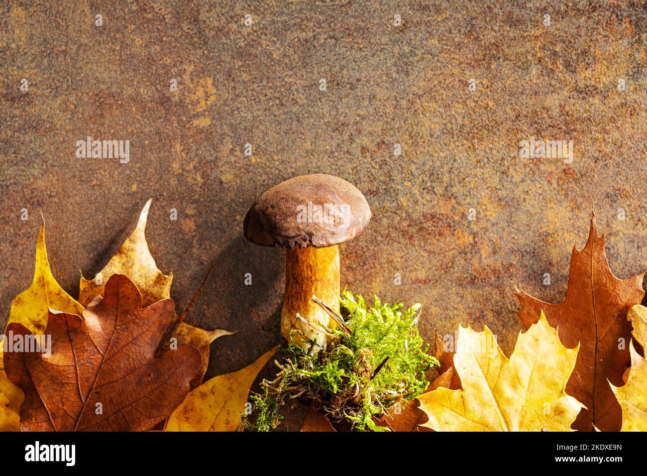 Boleto di funghi autunnali sulle foglie. Vista dall'alto. Foto Stock