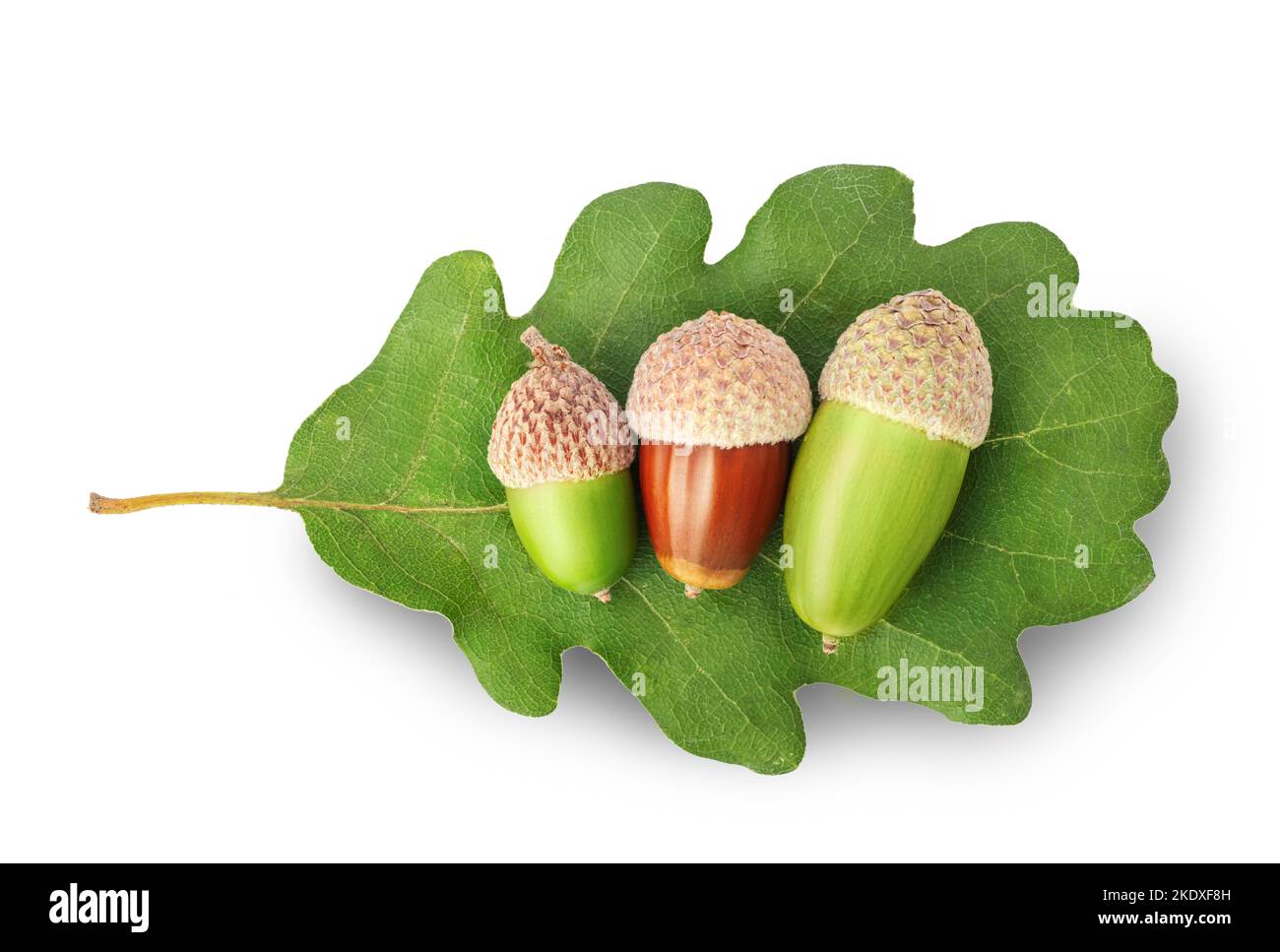 Nocciole essiccate su una foglia di acorno verde isolata su fondo bianco Foto Stock Nocciole essiccate su una foglia di acorno verde isolata su fondo bianco Foto Stock