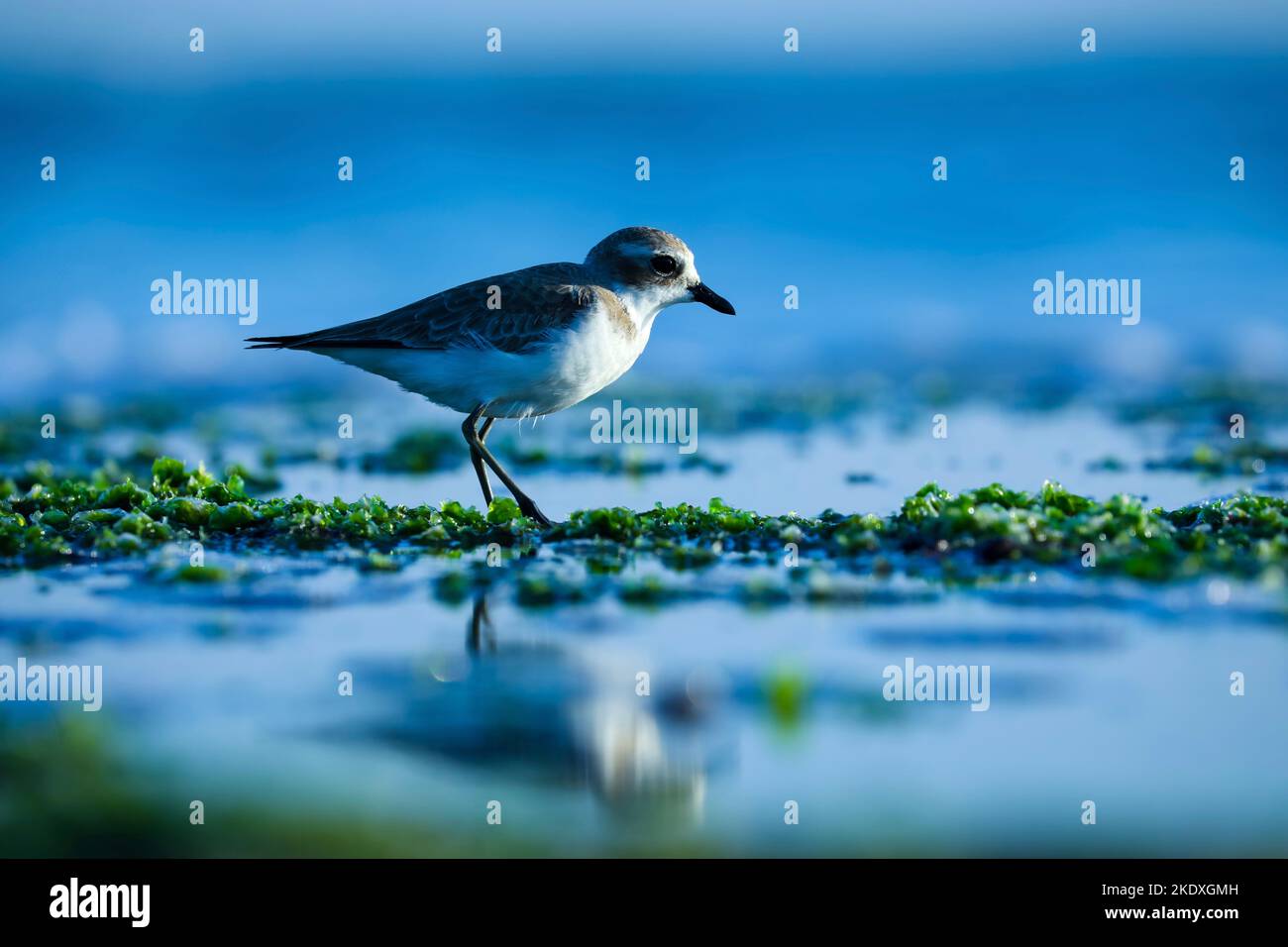 Sulla spiaggia si trova un bellissimo uccello grigio e bianco con un pappagallo di sabbia minore. Solo uccello stand in acqua oceanica. Sfondo blu naturale. Uccello riflesso in acqua. Foto Stock
