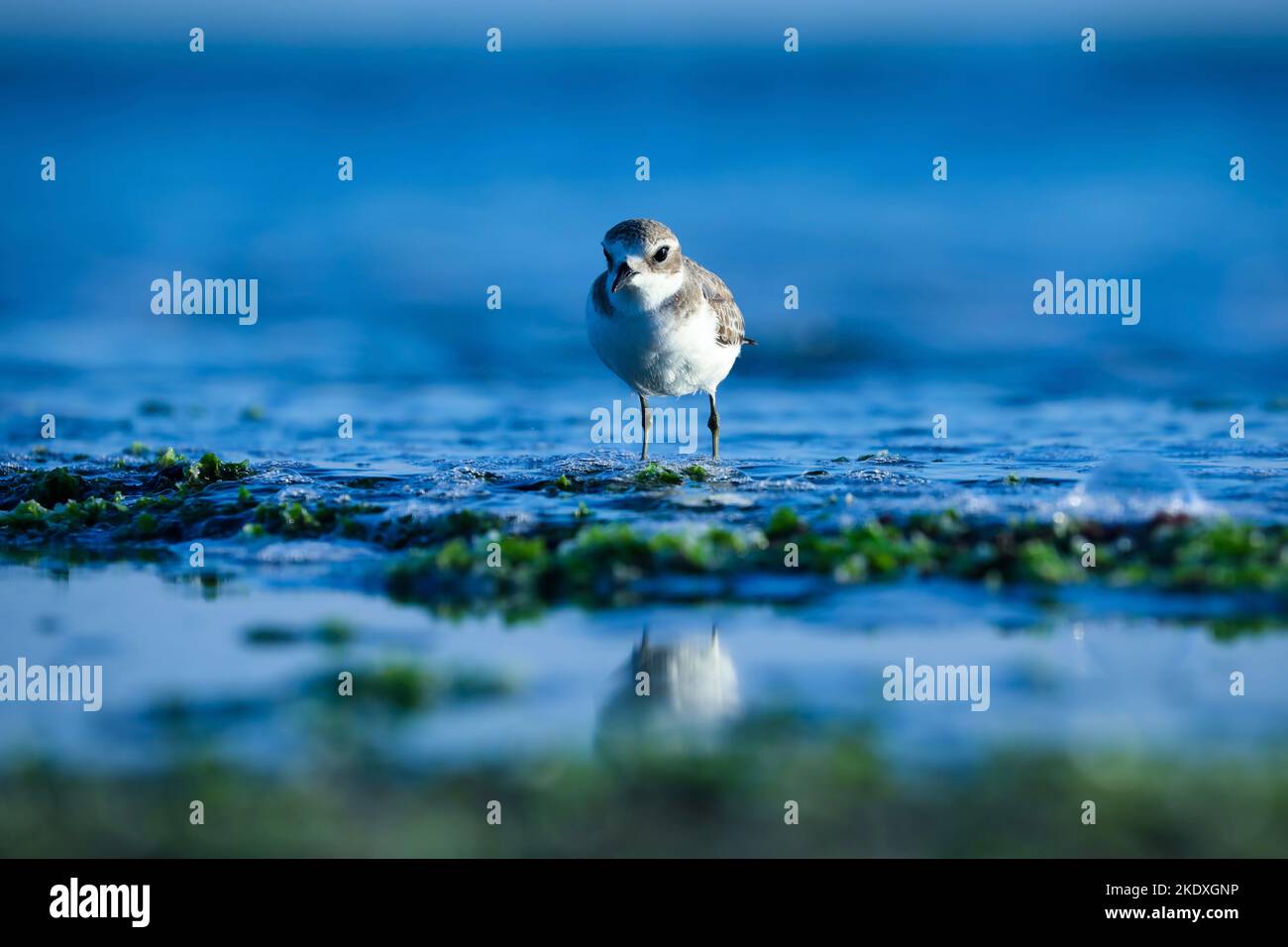 Sulla spiaggia si trova un bellissimo uccello grigio e bianco con un pappagallo di sabbia minore. Solo uccello stand in acqua oceanica. Sfondo blu naturale. Uccello riflesso in acqua. Foto Stock