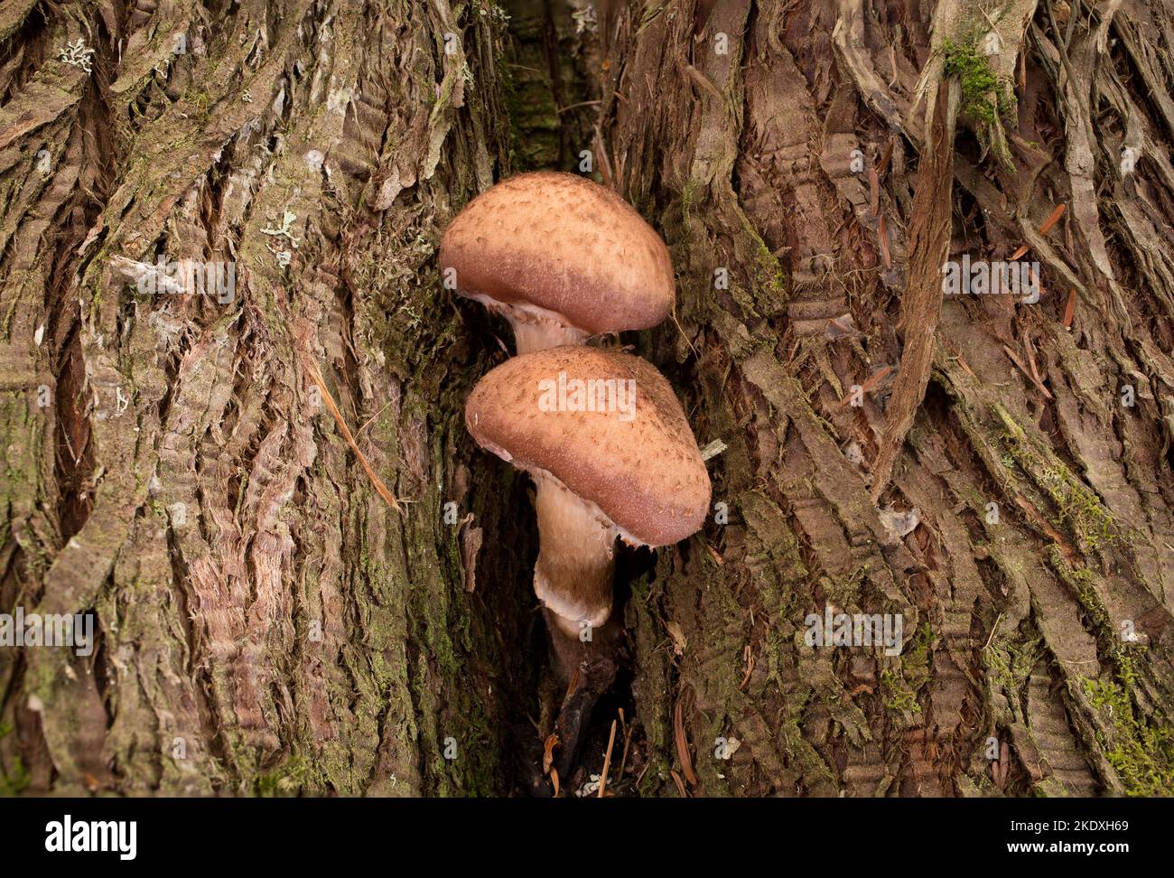 I grandi funghi di Miele, Armillaria cf altimontana, che crescono dalla base di un cedro rosso occidentale, sul torrente Threemile, ad ovest di Troy, Montana. Regno Unito Foto Stock