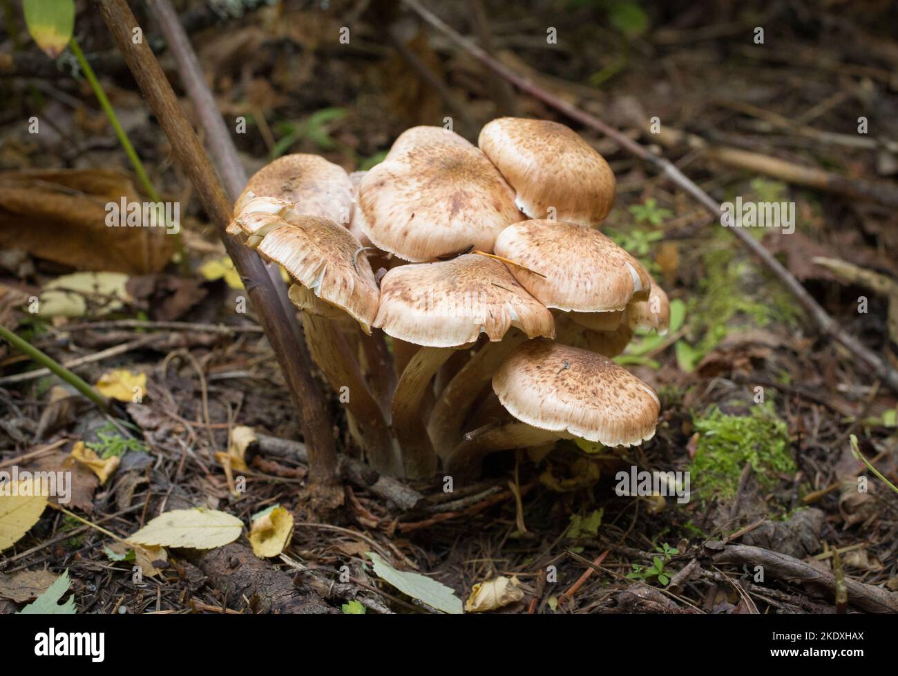 Funghi del miele, Armillaria cf. Mellea, coltivati in una zona boschiva, sul Monte Grambauer, a sud-est di Troia, Regno del Montana: Funghi Divisione: Basidi Foto Stock