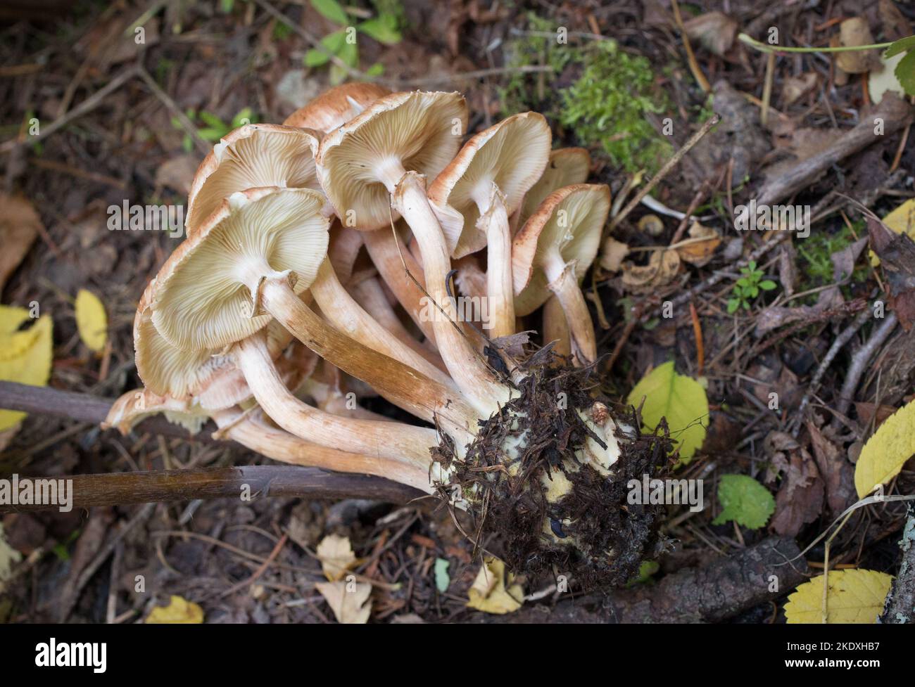 Funghi del miele, Armillaria cf. Mellea, coltivati in una zona boschiva, sul Monte Grambauer, a sud-est di Troia, Regno del Montana: Funghi Divisione: Basidi Foto Stock