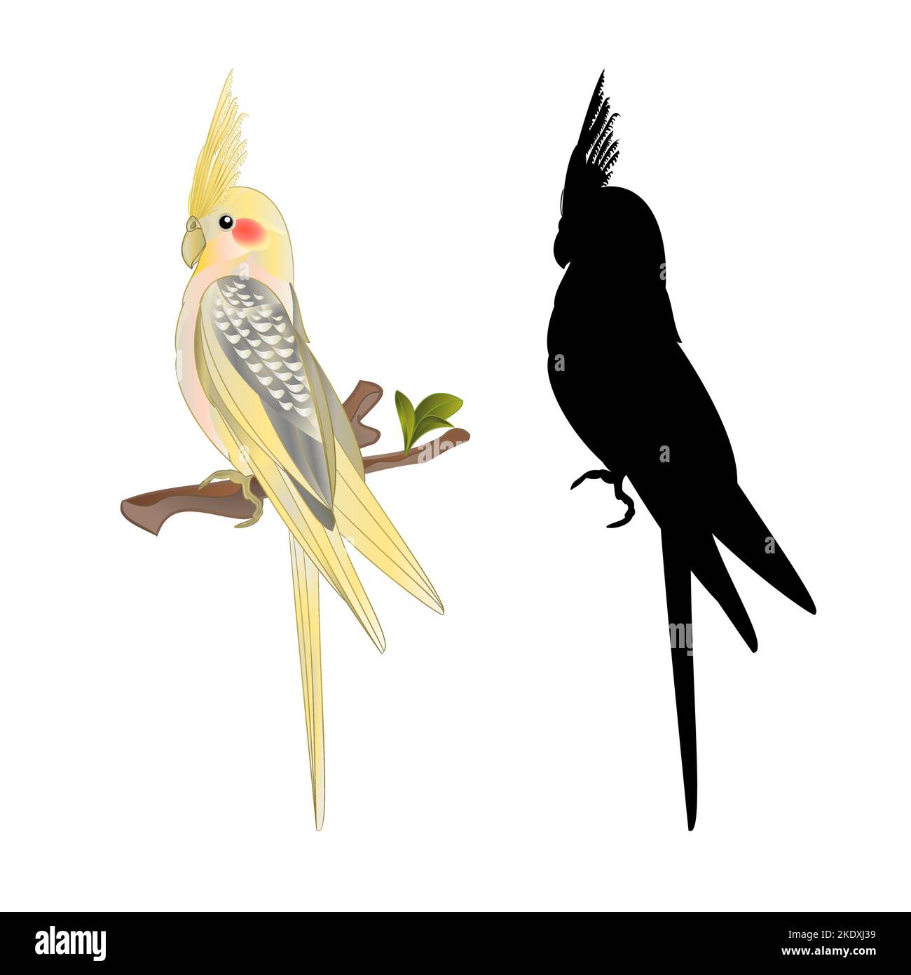 Giallo cockatiel carino uccello tropicale divertente pappagallo stile acquerello su uno sfondo bianco vintage vettore illustrazione modificabile disegno a mano Illustrazione Vettoriale