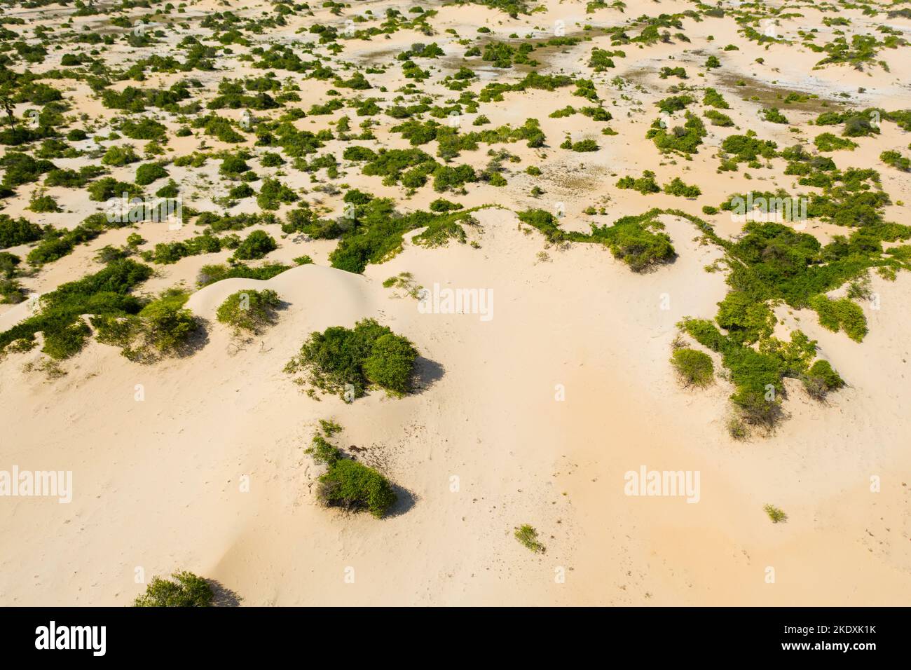 Arbusti e alberi tra le colline di sabbia. Manalkaadu Sand Hills. Sri Lanka. Foto Stock