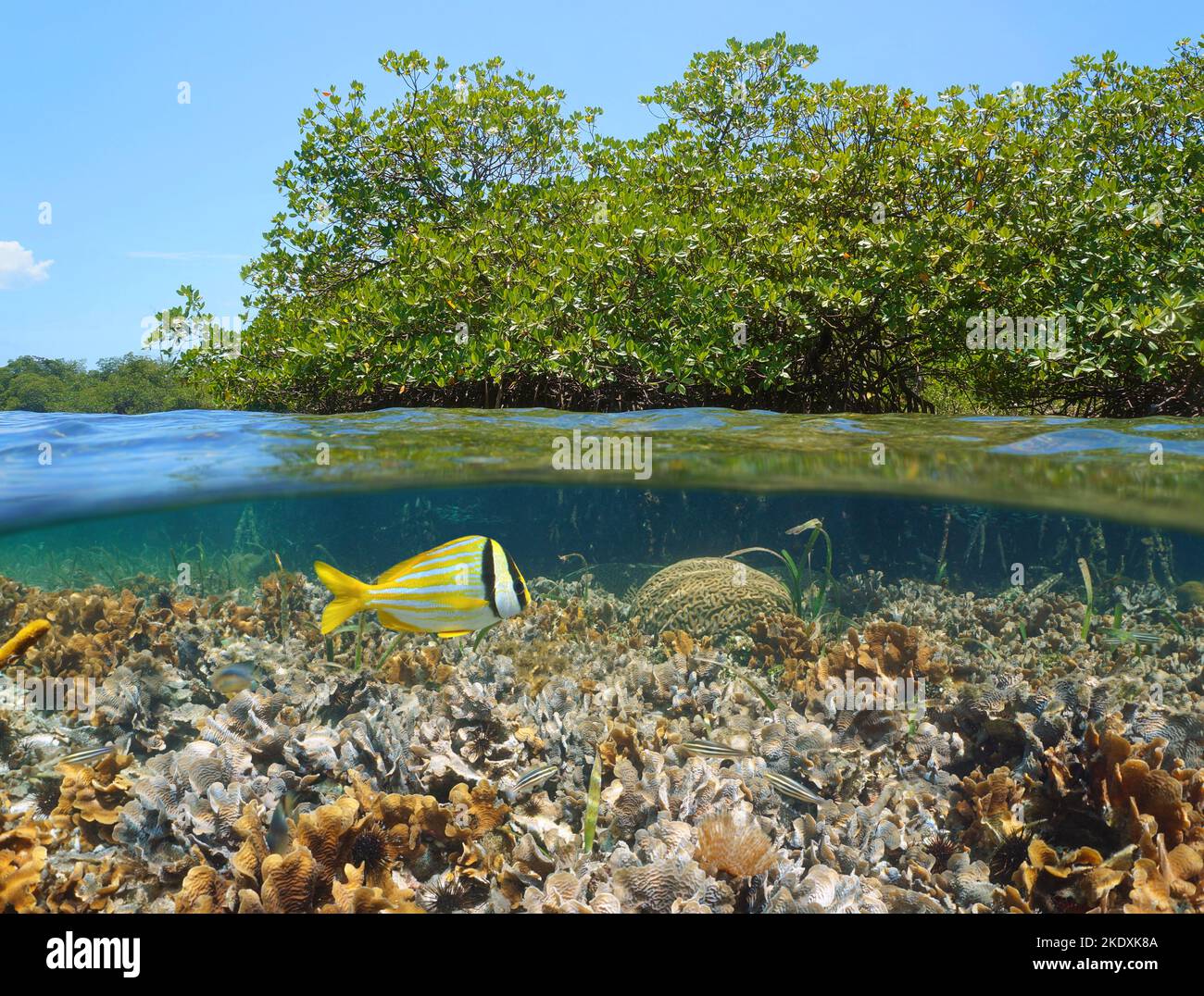 Mangrovie in mare con barriera corallina sott'acqua, vista su e sotto la superficie dell'acqua nel mare dei Caraibi Foto Stock