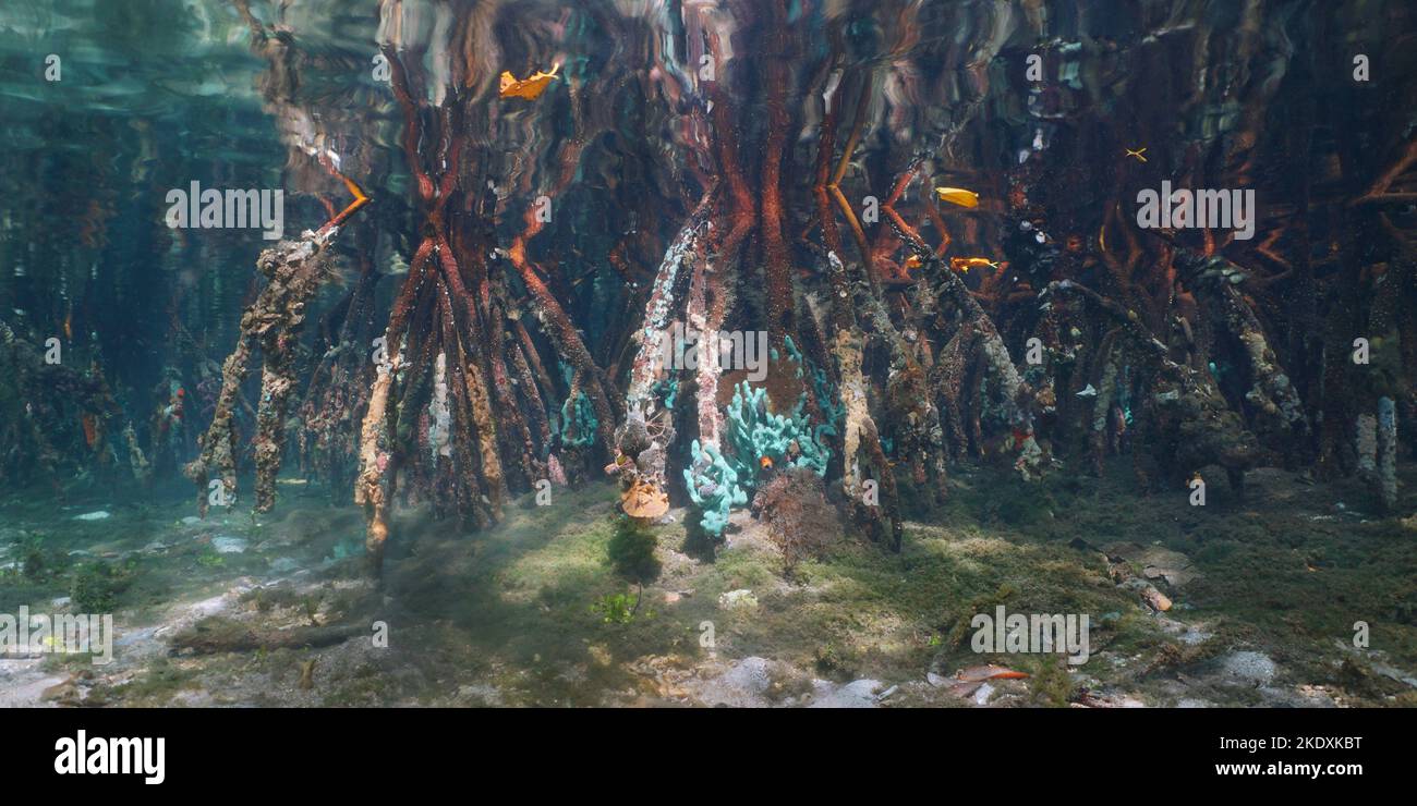 Albero di mangrovie radici in acqua, Mar dei Caraibi, scena subacquea Foto Stock