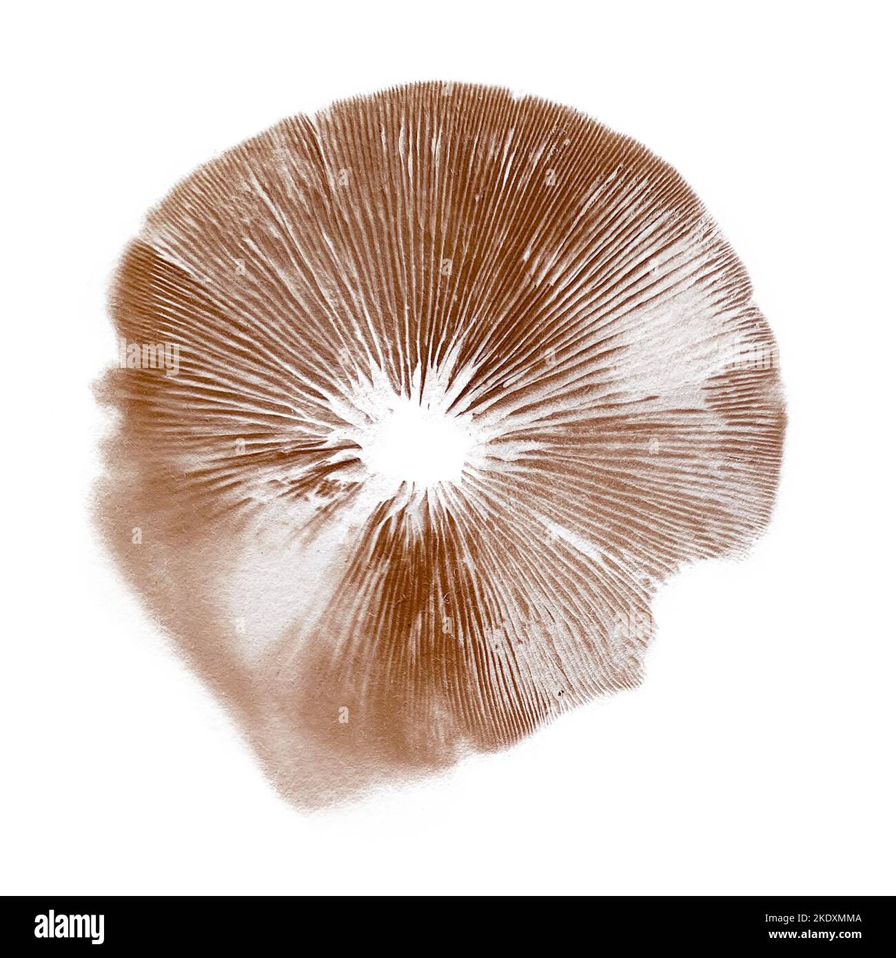 Stampa spore fungo isolato su bianco, Cortinarius Foto Stock