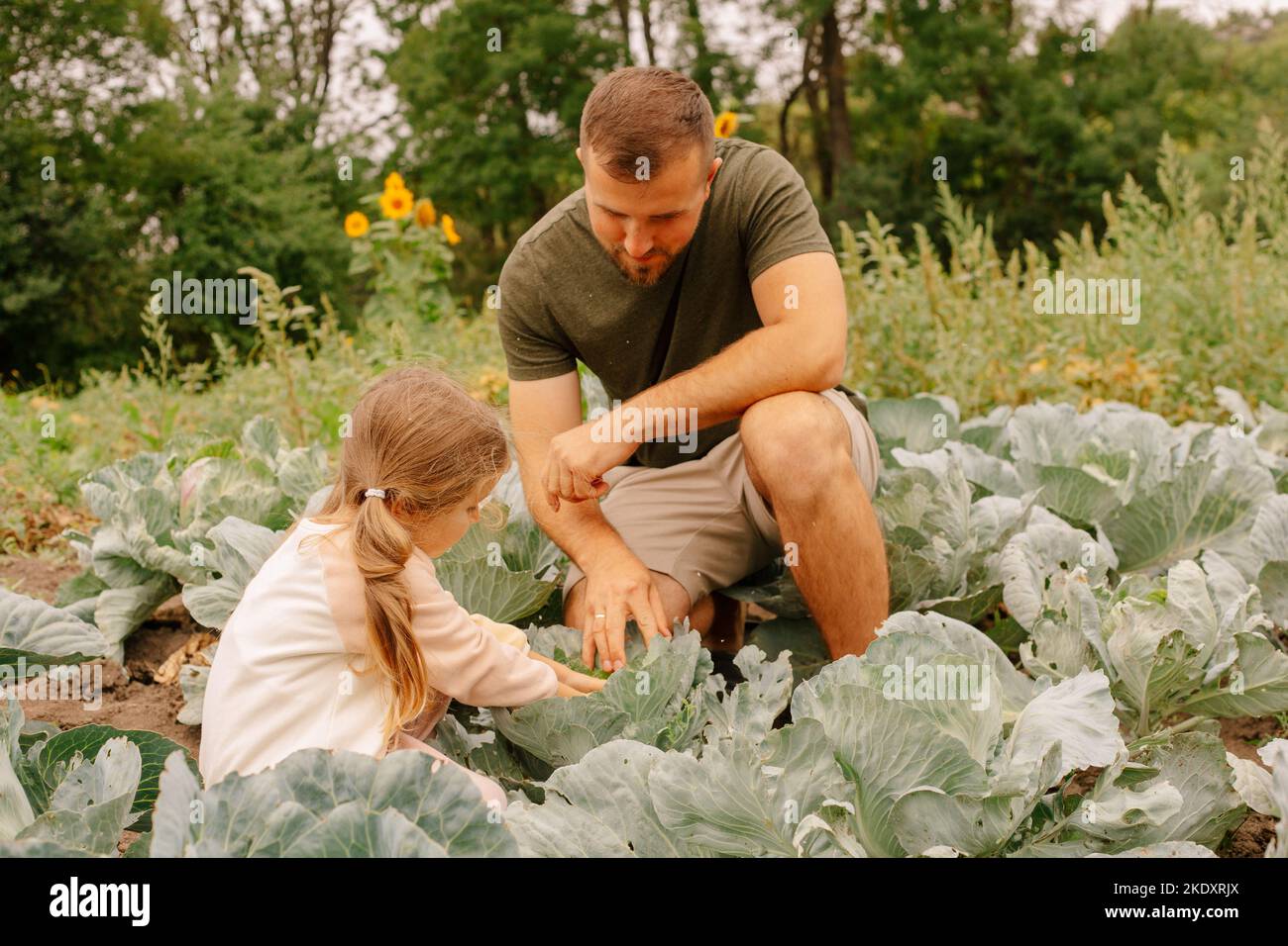 Felice padre sorridente e carino positivo prescolare figlia lavorando e raccogliendo peperoni verdi freschi in piantagione agricola di campagna Foto Stock