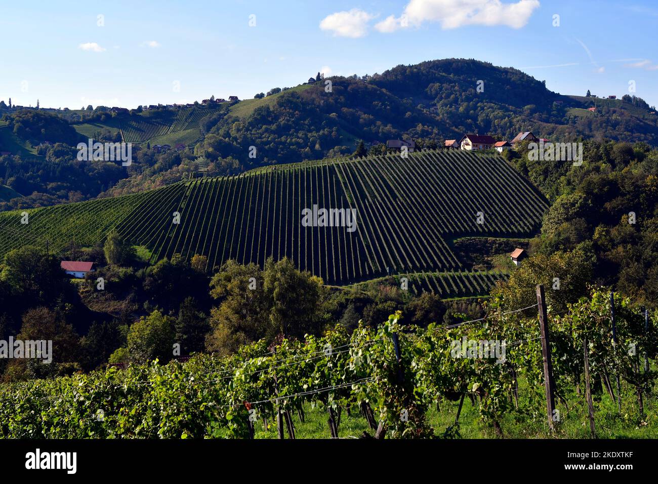 Austria, viticoltura, viti piantate in filari nella zona collinare, Kitzeck im Sausal è la regione viticola più alta dell'Austria Foto Stock