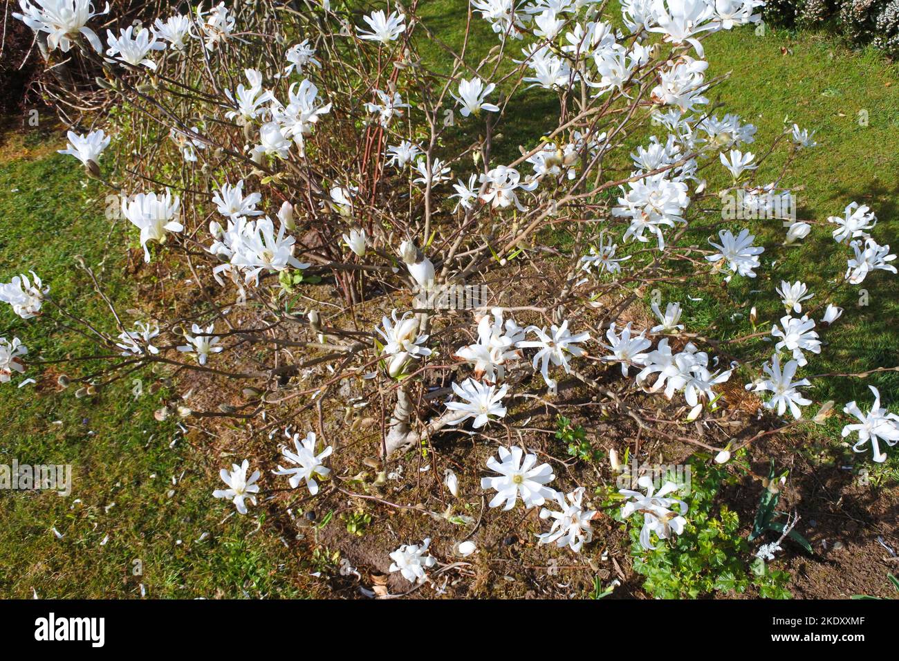 Giovane magnolia stellata in piena fioritura - John Gollop Foto Stock