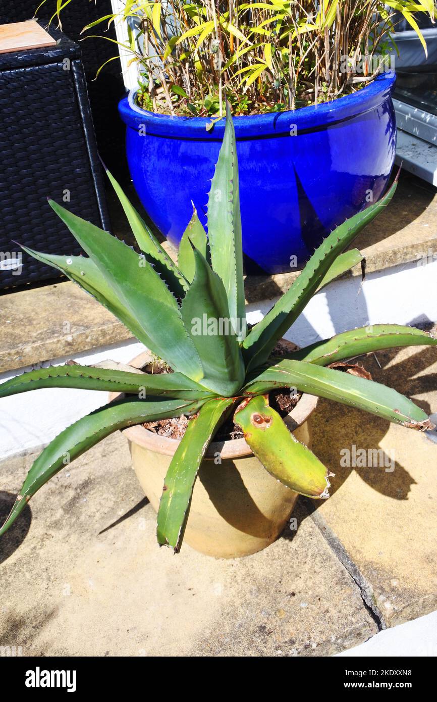 Agave americana su un patio soleggiato - John Gollop Foto Stock