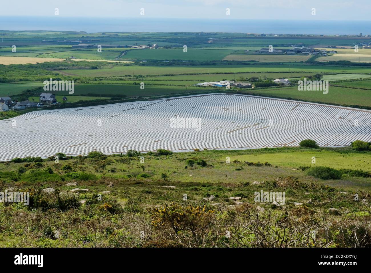 Campo coperto da una membrana di plastica per proteggere le piante di patata dal gelo, West Cornwall, UK - John Gollop Foto Stock