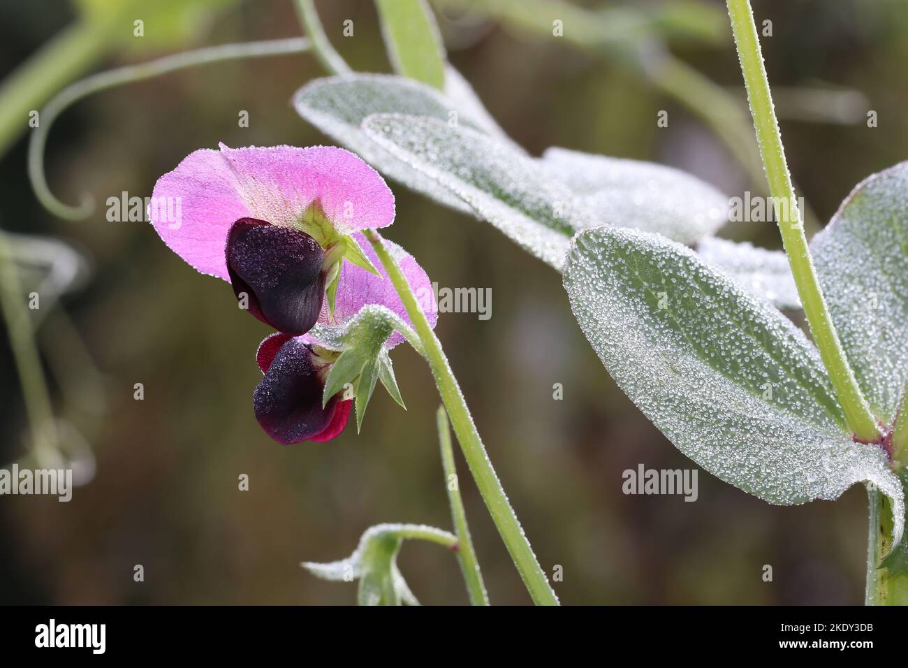 I fiori e le foglie della pianta di piselli sono coperti di gelo. I piselli sono resistenti al gelo e possono sopravvivere a temperature moderate sotto il congelamento. Foto Stock