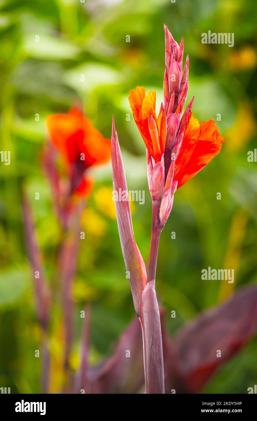 Un colpo verticale del fiore di kanna Foto Stock
