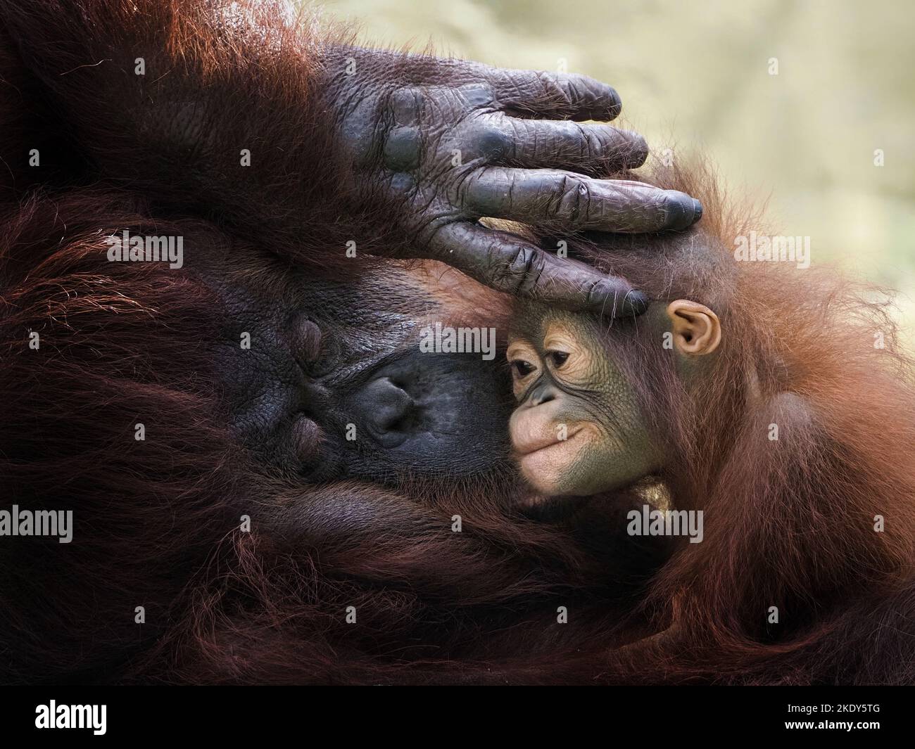 Un momento tenero. Indonesia: QUESTE ADORABILI immagini mostrano un orangutan bambino amorevolmente condividendo un bacio con sua madre. Gli orangutani partoriscono intorno a 15 anni ol Foto Stock