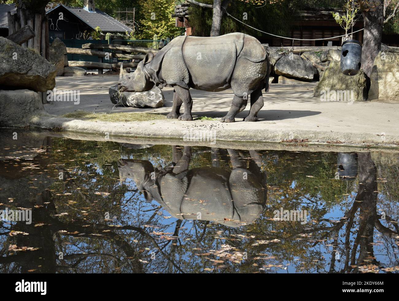 Un rinoceronte in acqua Foto Stock