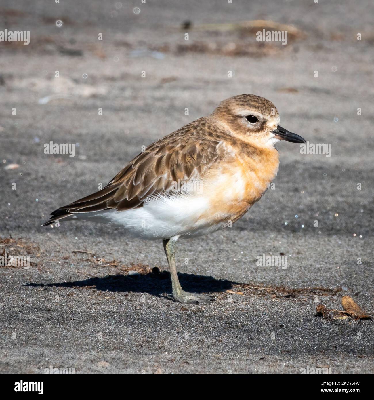 Un primo piano di un uccello neozelandese Dotterel arroccato su un terreno sabbioso Foto Stock