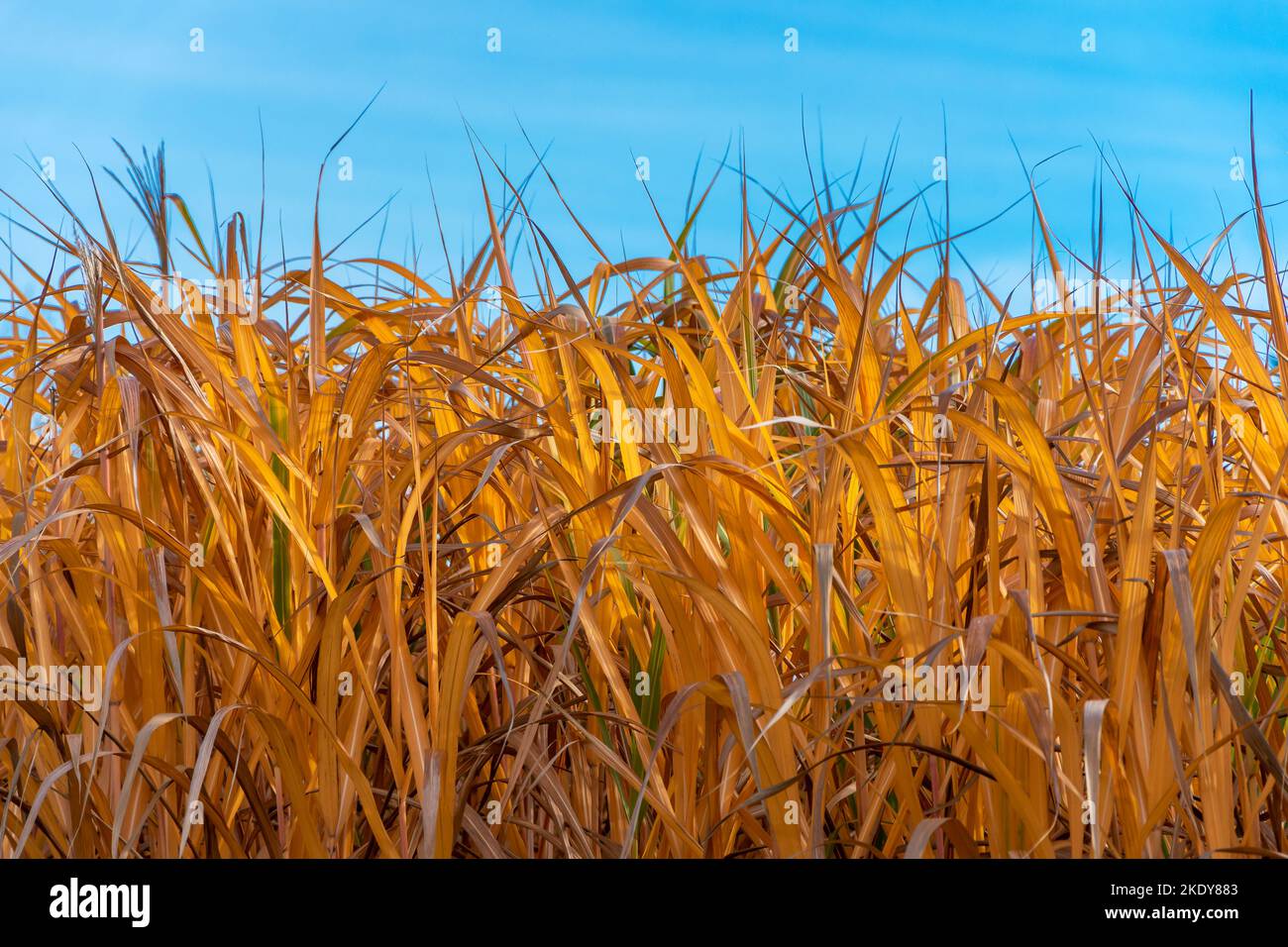 Picco di Miscanthus giganteus in autunno. Lame gialle di erba contro cielo blu. Foto Stock