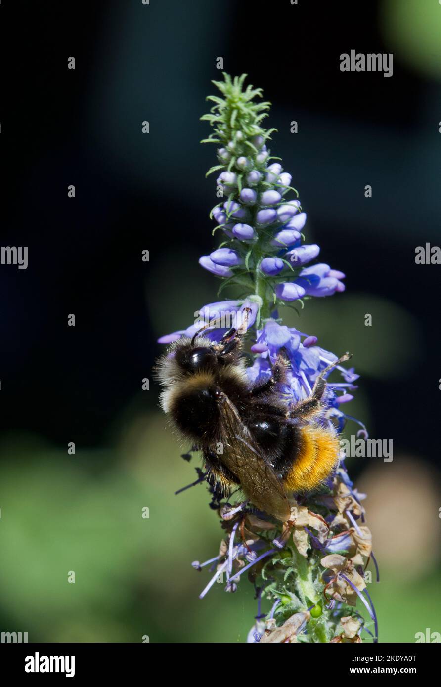 Impollinazione: Bumblebee dalla coda rossa sui fiori di Longleaf speedwell Foto Stock