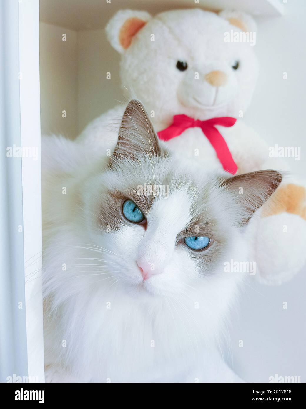 Ragdoll gatto (blu bicolore purered femmina) con gli occhi blu che guardano arrabbiato e proteggere il suo orsetto bianco con il bowtie rosso. Foto Stock