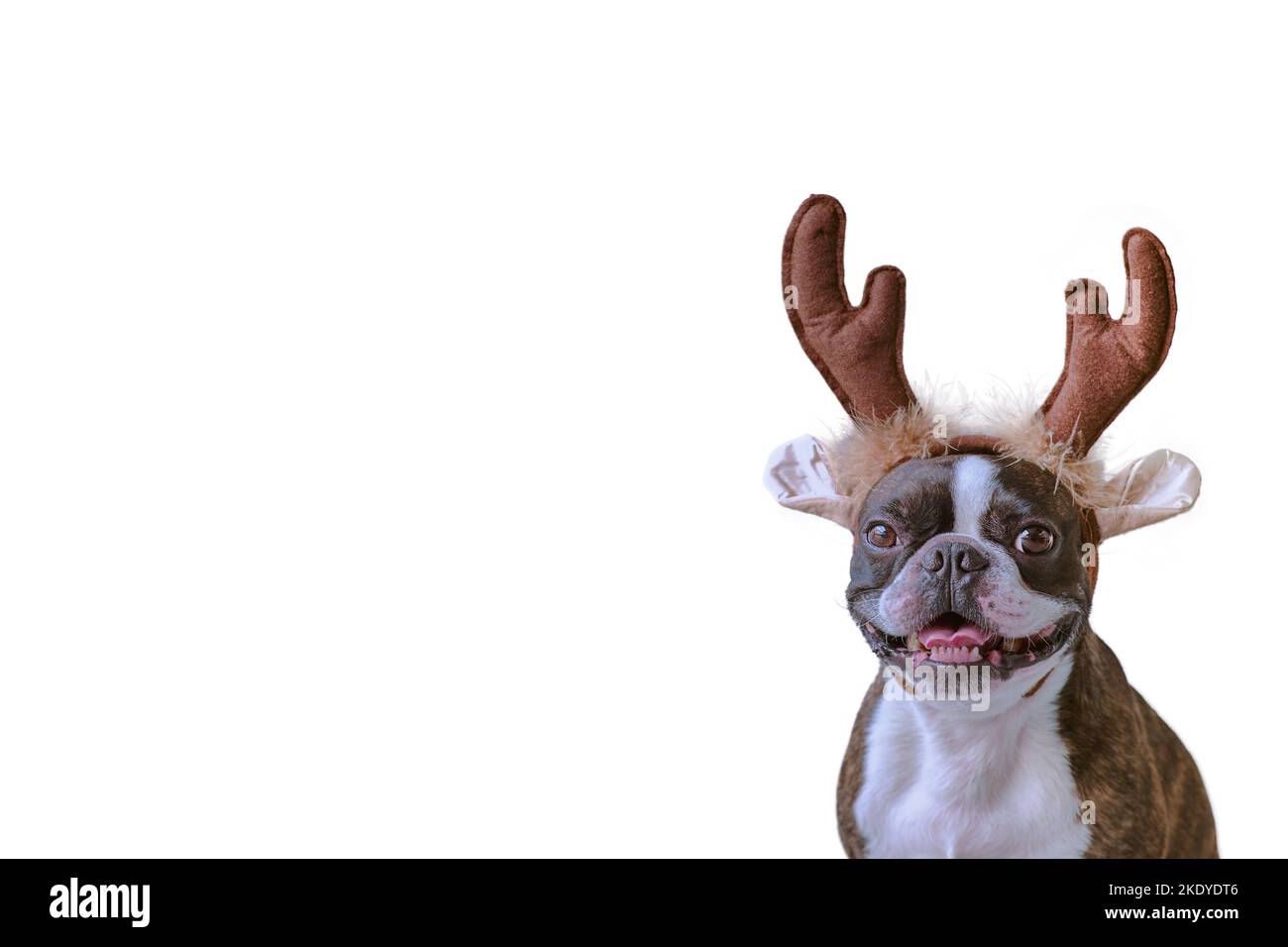 Concetto di Capodanno e Natale con il cane Boston terrier indossando corna di renna headband solido sfondo bianco Foto Stock