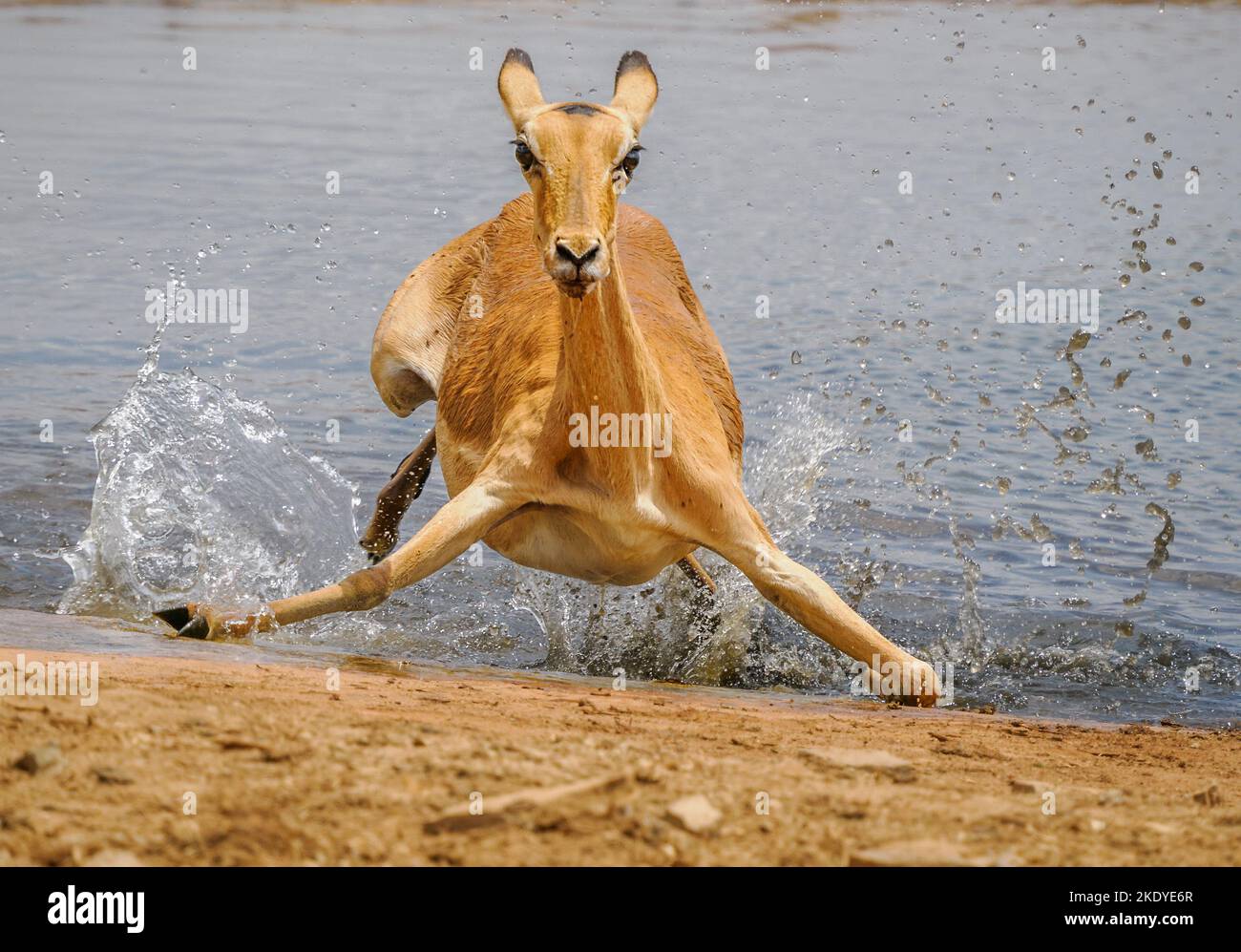 Impala Aepyceros melampus scivolando in una buca nel Parco Nazionale del Tsavo Kenya Foto Stock