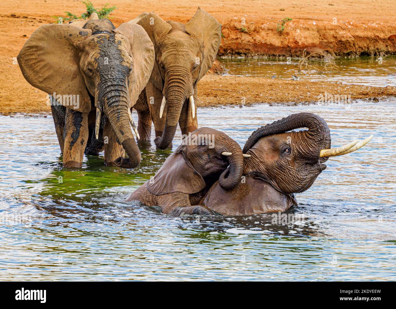 Elefanti africani godendo di un giocoso bagno in una buca d'acqua nel Parco Nazionale dello Tsavo in Kenya Foto Stock