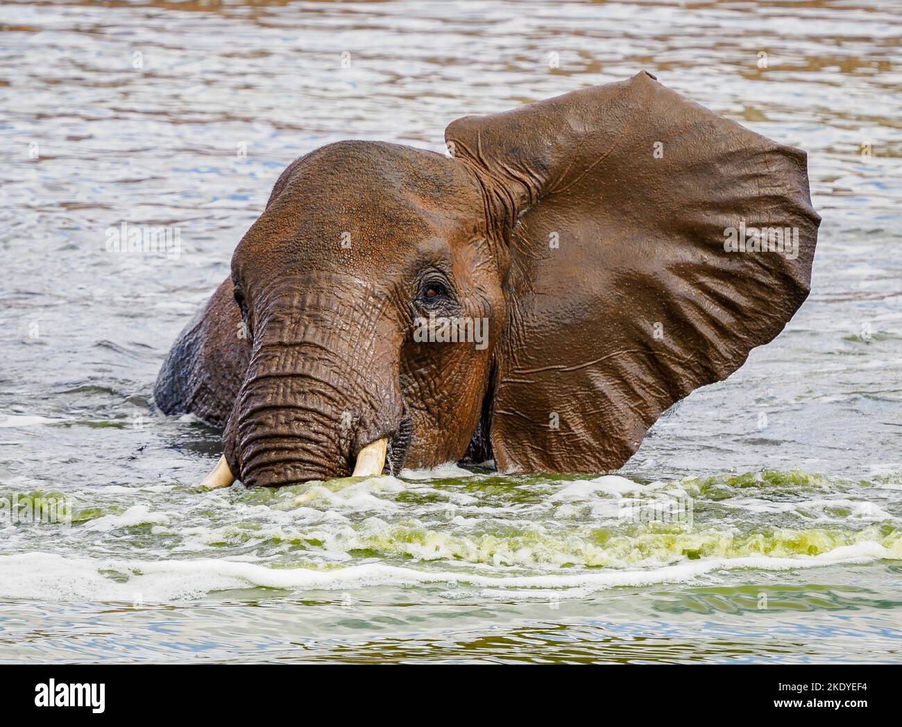 Elefante africano godendo di una jacuzzi auto-alimentata in una buca d'acqua nel Parco Nazionale di Tsavo in Kenya Foto Stock