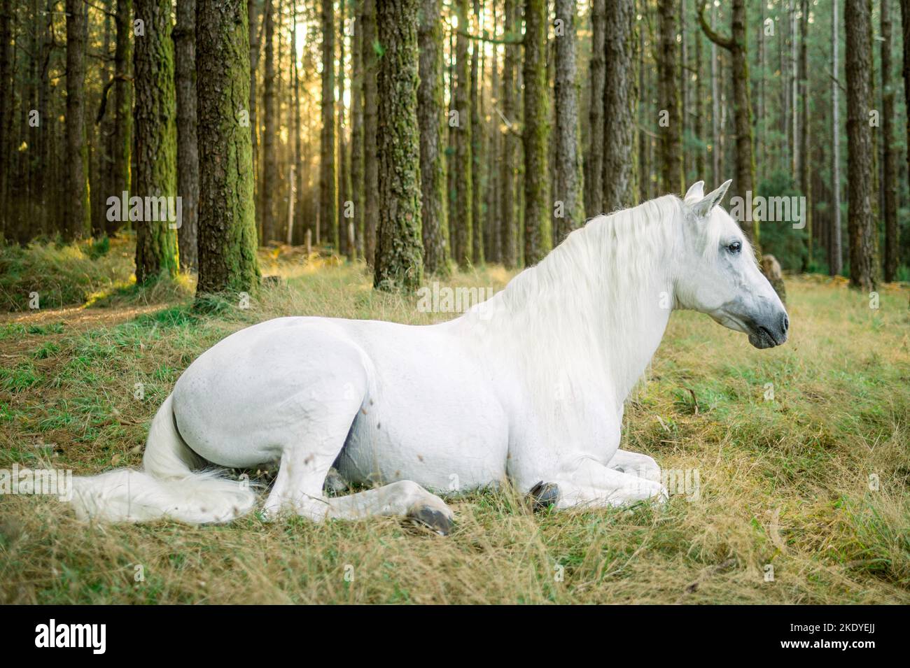 Cavallo riposante in una foresta verde Foto Stock