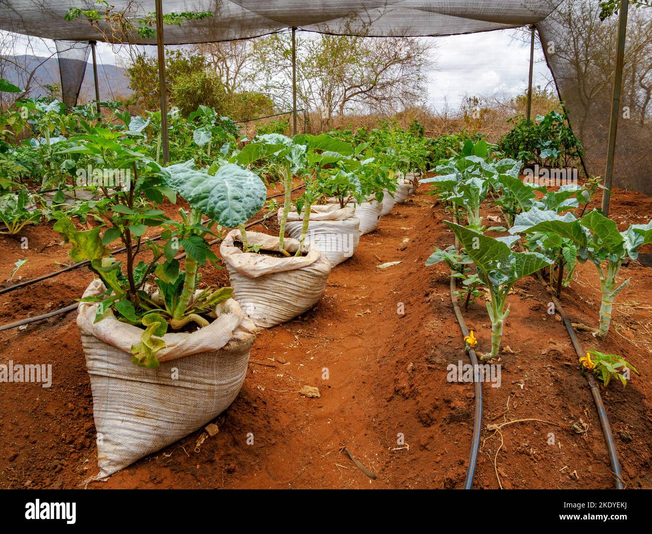 Ortaggi e frutta che crescono in condizioni di permacultura in Kenya - il prodotto è usato per fornire cibo per i bambini delle scuole Foto Stock