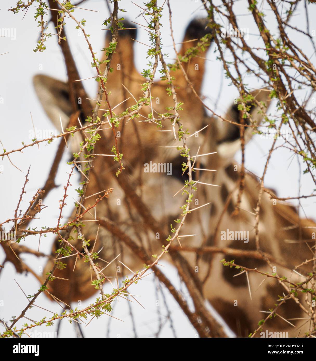 Masai Giraffe Giraffa Camelopardalis tipelskirchi al Parco Nazionale di Tsavo Kenya guardando attraverso foglie di acacia emergenti e spine prima di nutrirsi Foto Stock