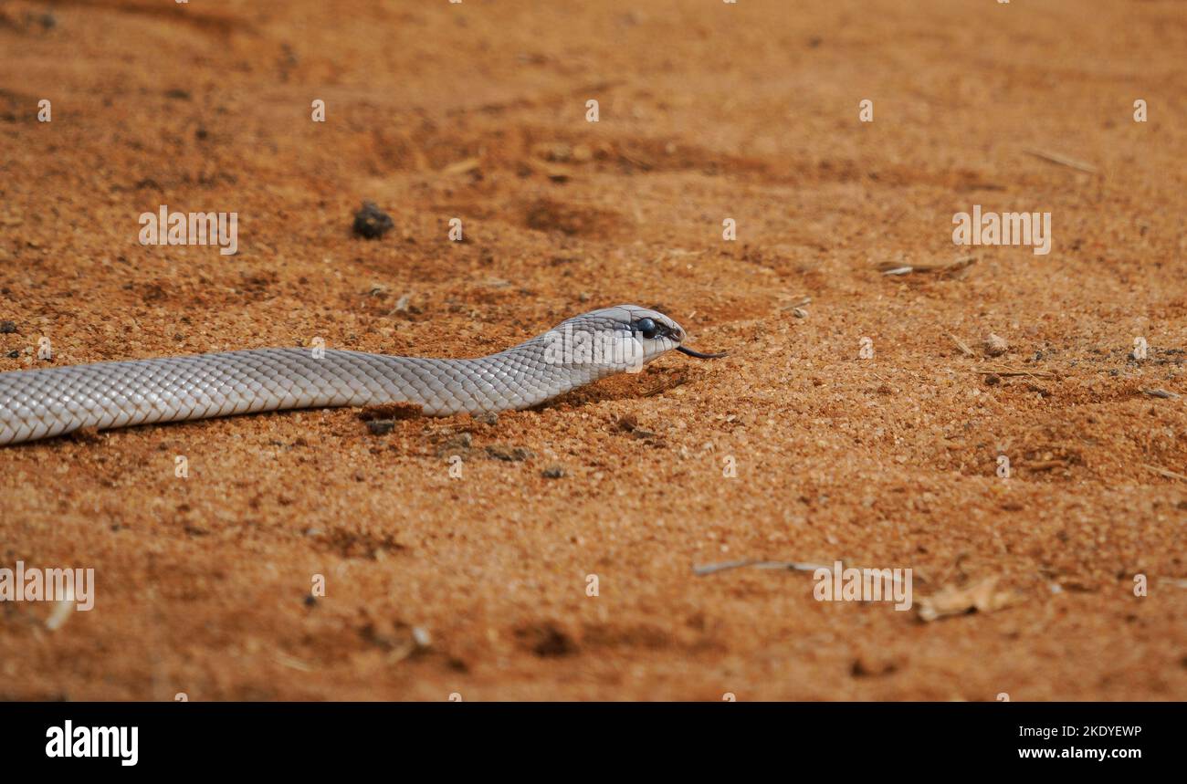 Black Mamba Dendroaspis polylepis un serpente altamente velenoso che attraversa una pista nel Parco Nazionale di Tsavo in Kenya Africa orientale Foto Stock