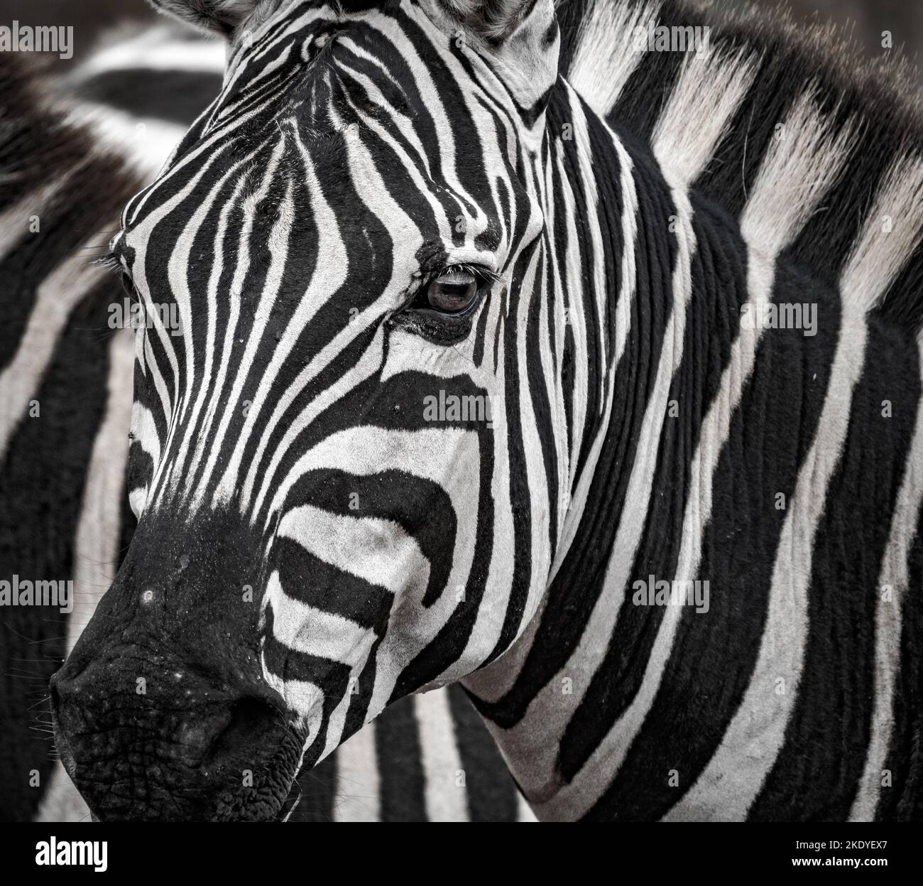 Studio del disegno a strisce sulla testa di un piano Zebra Equus quagga - Tsavo National Park Kenya Foto Stock