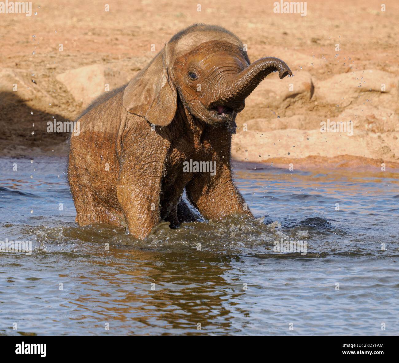Baby African Elephant Loxodonta africanus in una buca d'acqua nel Parco Nazionale dello Tsavo in Kenya Foto Stock