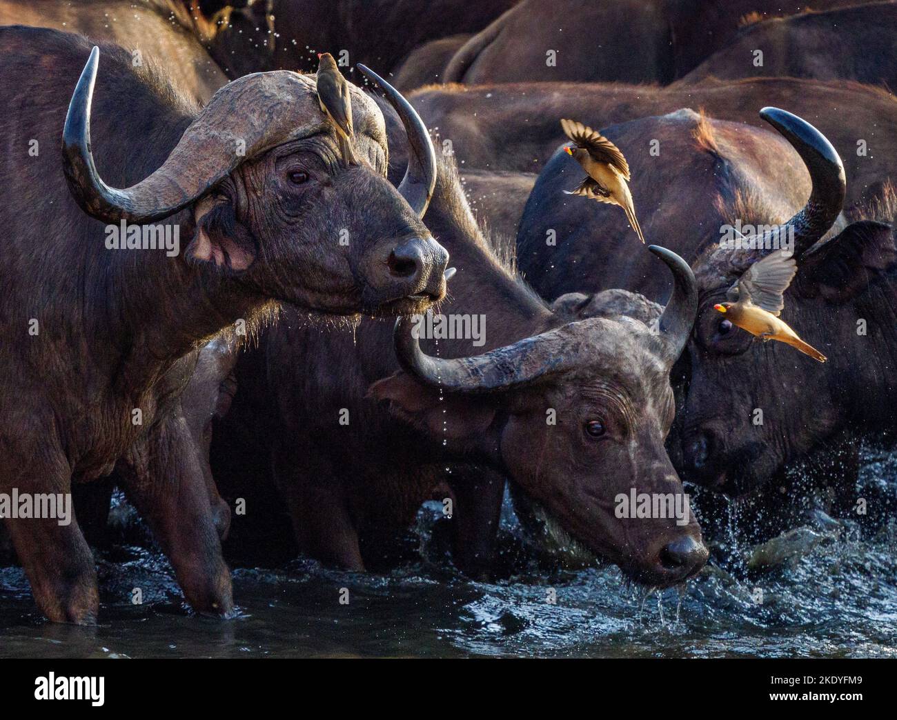 Buffalo visitando una buca d'acqua nel Parco Nazionale dello Tsavo durante la loro migrazione annuale - Kenya Africa Foto Stock