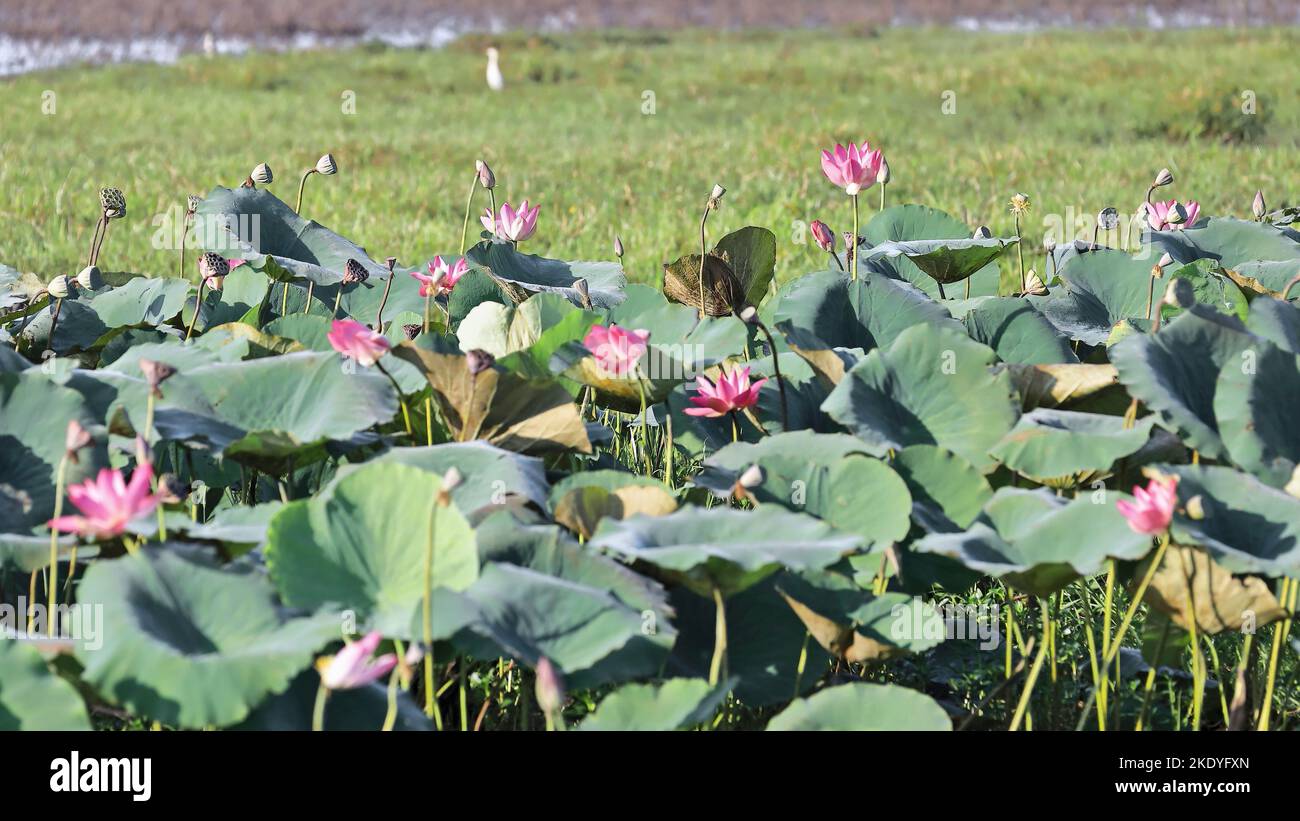 236 fiori di loto rosa -Nelumbo nucifera- crescono ai margini dell'acqua gialla-Ngurrungurrudjba Billabong. Kakadu-Australia. Foto Stock