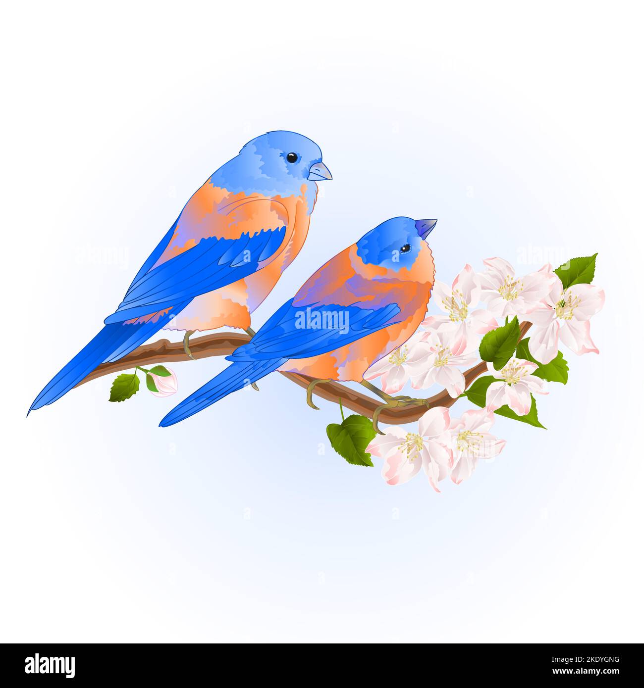 Bluebirds thrush piccoli songbirdons su un ramo di albero di mela con fiori vintage vettore illustrazione modificabile disegno a mano Illustrazione Vettoriale