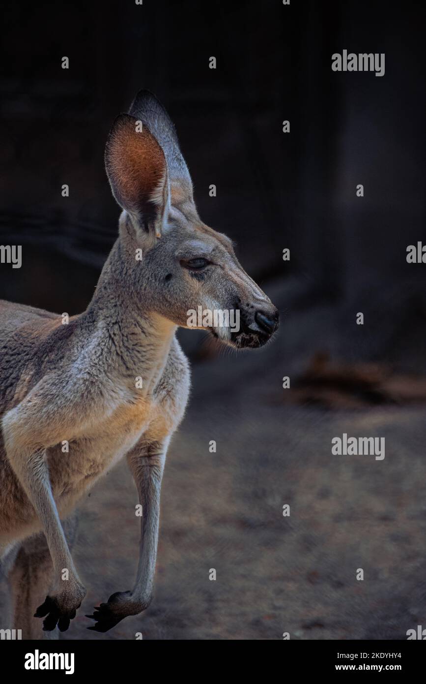 Primo piano di un canguro rosso con sfondo sfocato Foto Stock