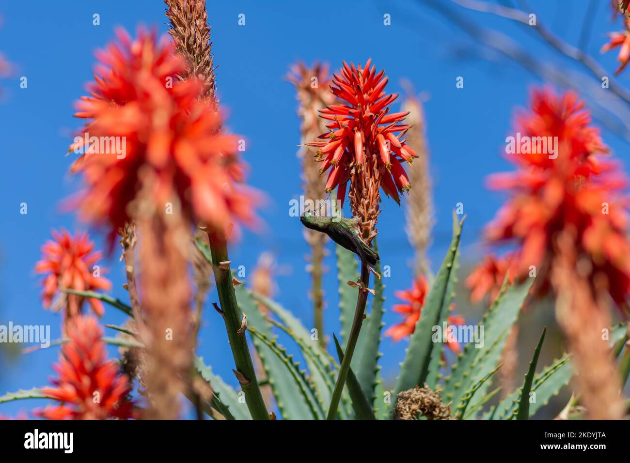 La vista di Candelabra aloes fiorisce davanti al cielo blu sullo sfondo Foto Stock