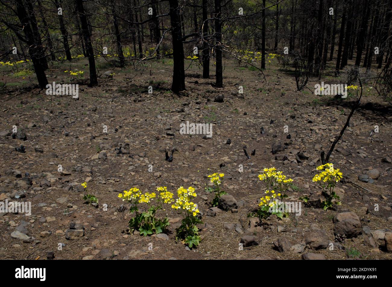 Azzorre ranunculus cortusifolius su terra bruciata in una foresta di isole Canarie pino Pinus canariensis. Gran Canaria. Isole Canarie. Spagna. Foto Stock