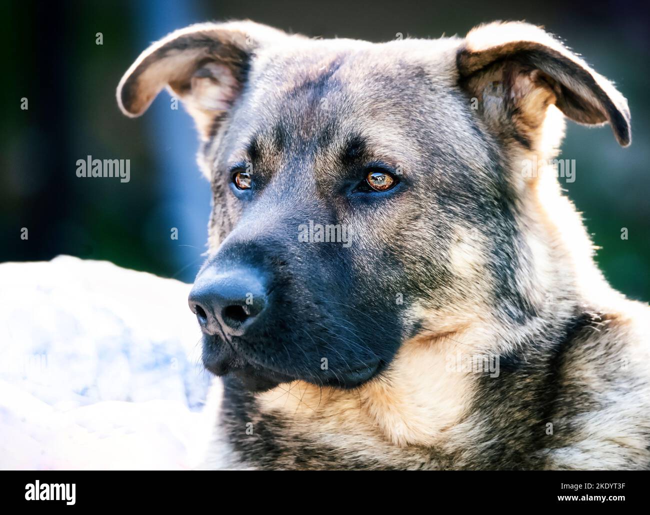 Un primo piano di un pastore tedesco, Canis lupus familiaris guardando da parte Foto Stock
