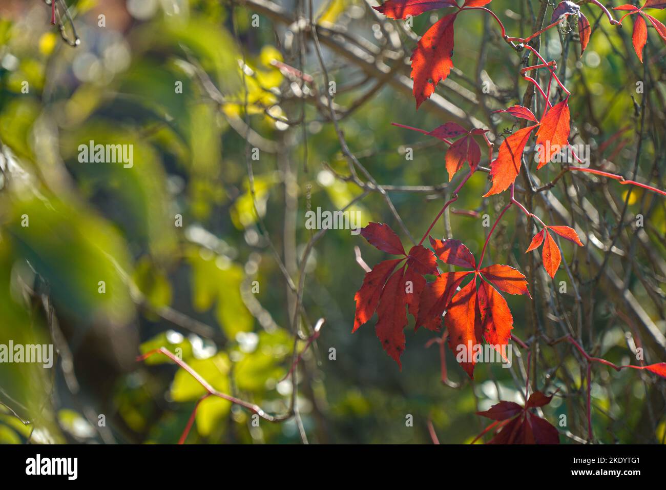 sfondo autunnale con foglie rosse e verdi appese Foto Stock