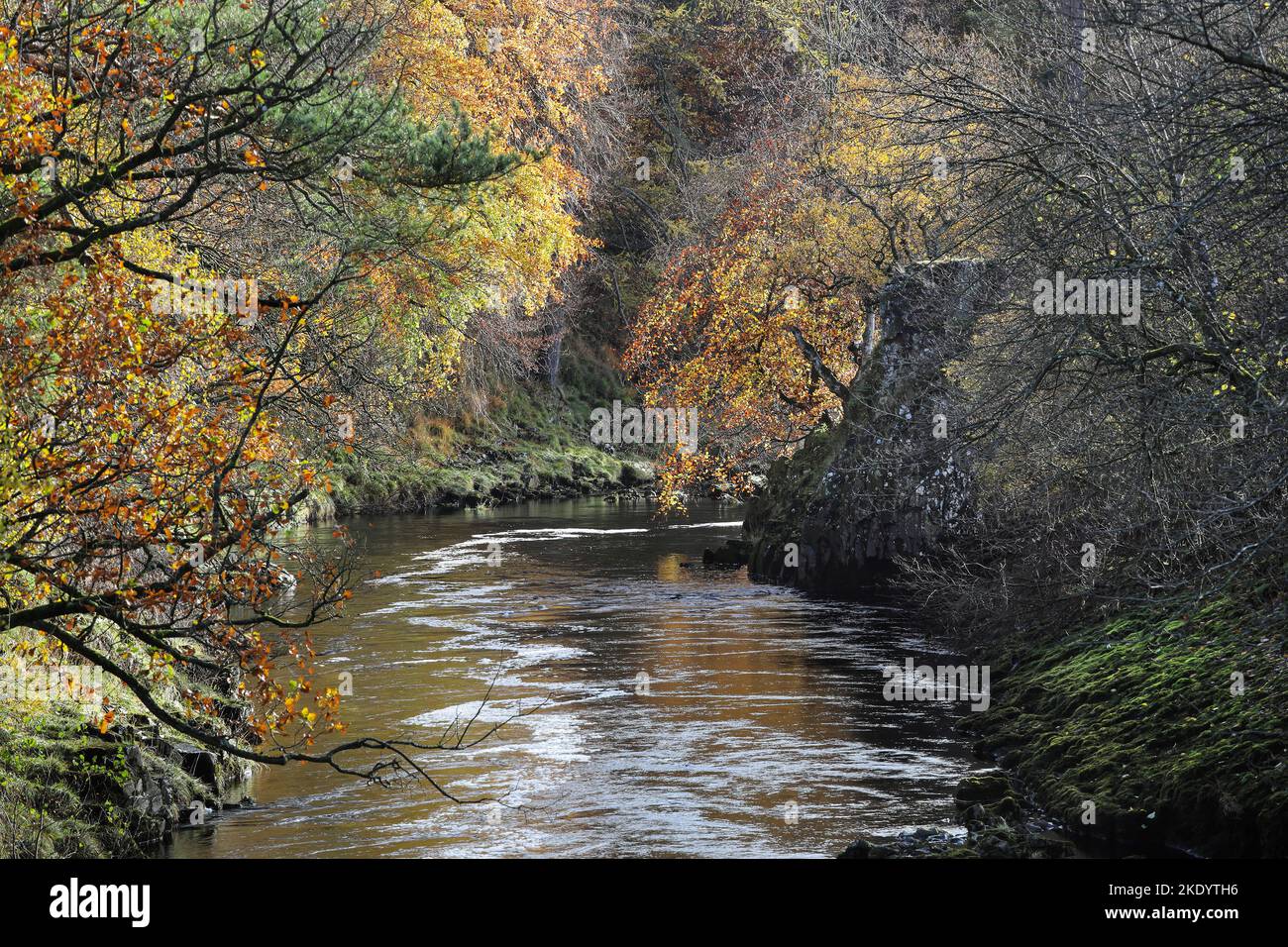 Le sponde alberate del fiume Tees viste dal Wynch Bridge in autunno, Upper Teesdale County Durham, Regno Unito Foto Stock