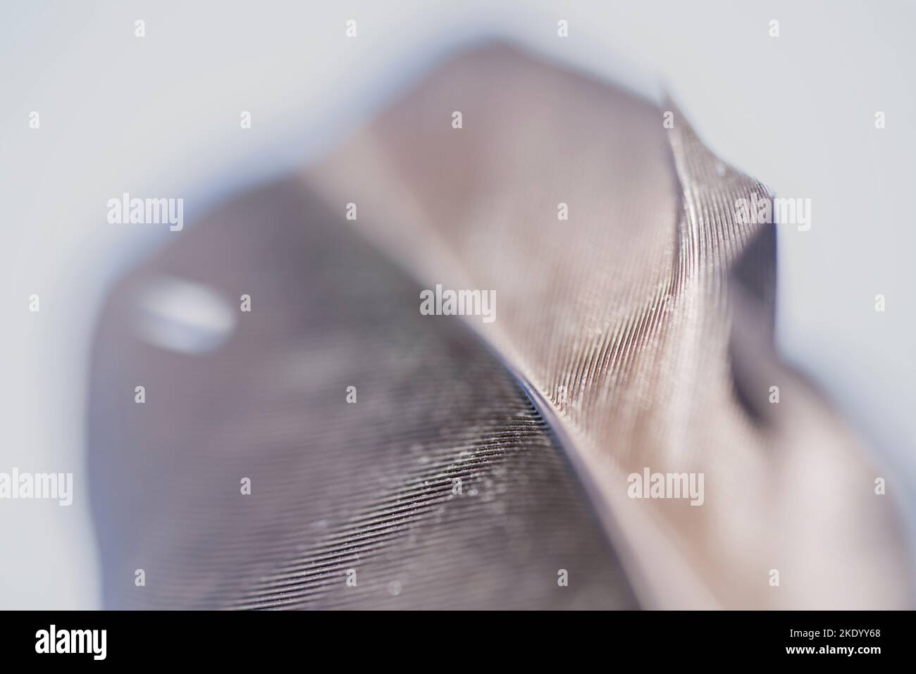 piuma d'uccello, primo piano Foto Stock