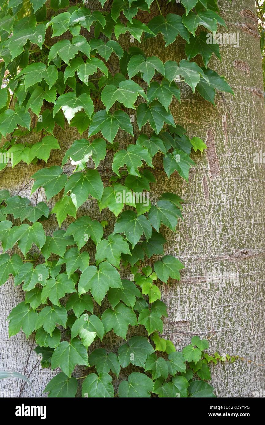 Vite che sale sul tronco dell'albero Foto Stock