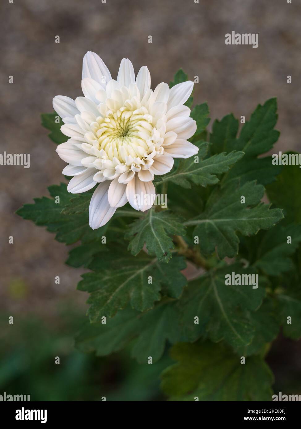 Primo piano di cremoso bianco Chrysanthemum indicum fiore fioritura all'aperto in giardino isolato su sfondo naturale Foto Stock