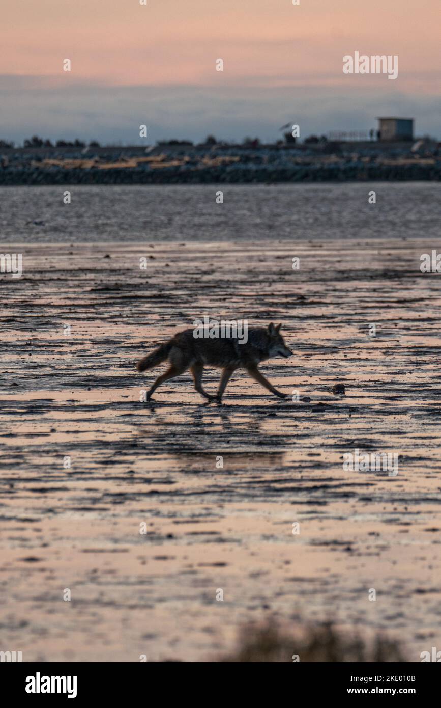 Un lupo grigio (canis lupus) che cammina sull'acqua Foto Stock