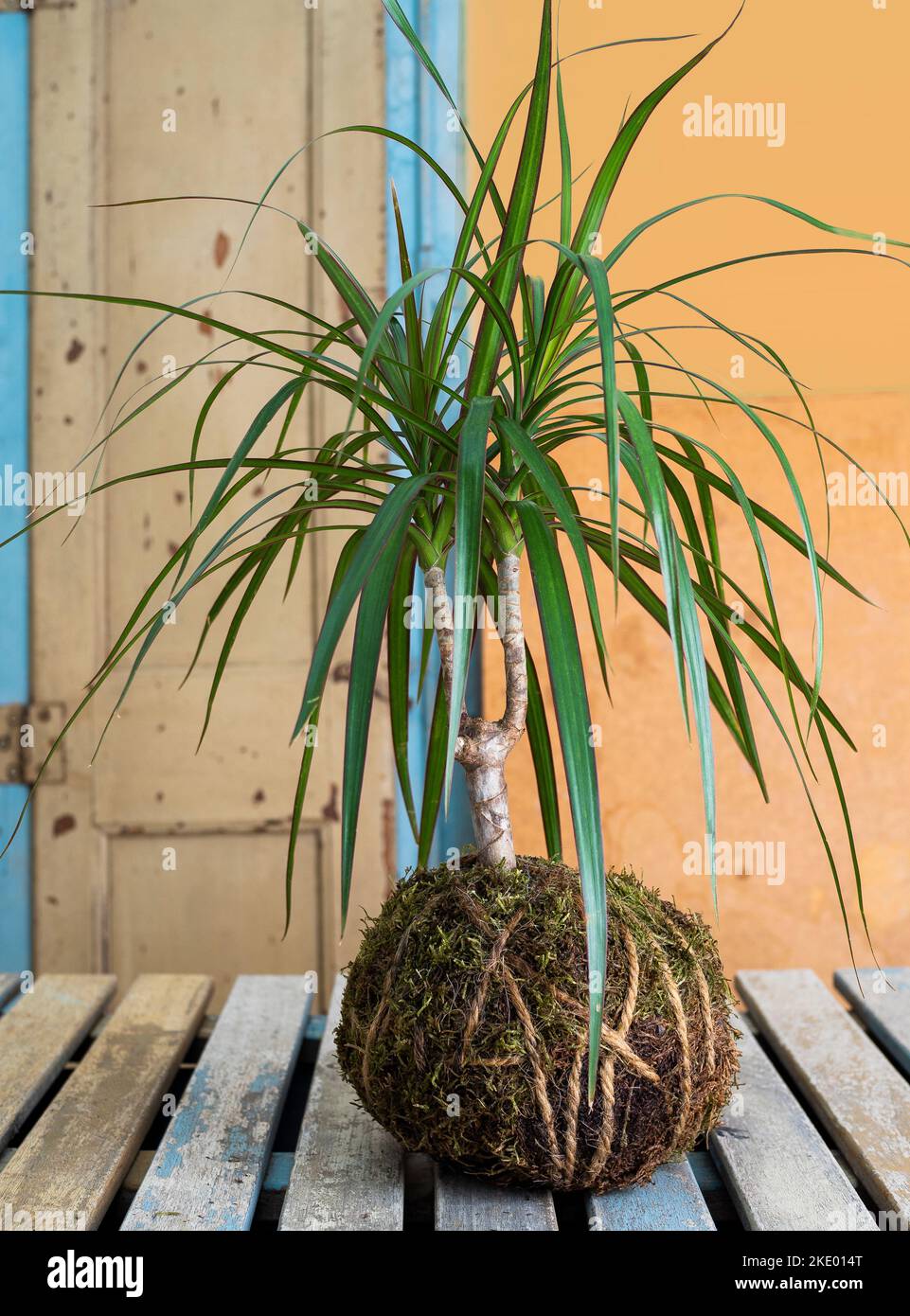 Tradizionale pianta giapponese con muschio e fibra di cocco che può essere appeso al soffitto o vicino alla finestra Foto Stock