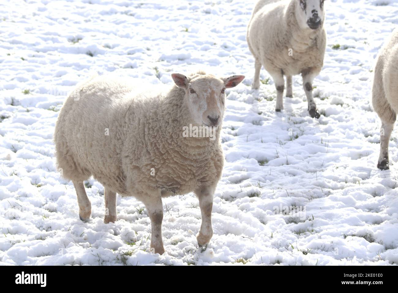 Inverno nel Galles del Nord Regno Unito Foto Stock